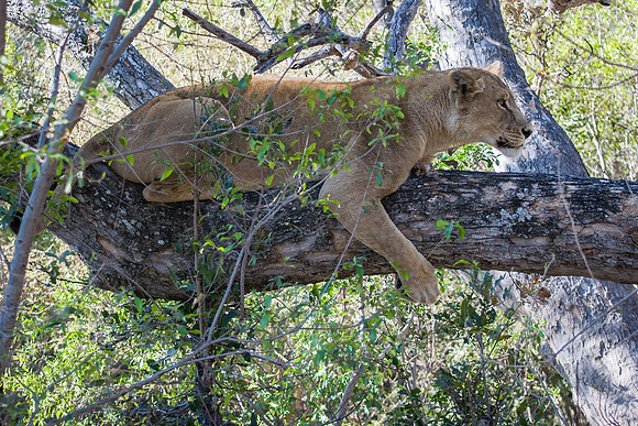 Lioness in Tree - 3