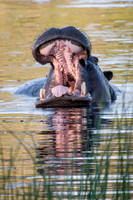Hippopotamus - 5