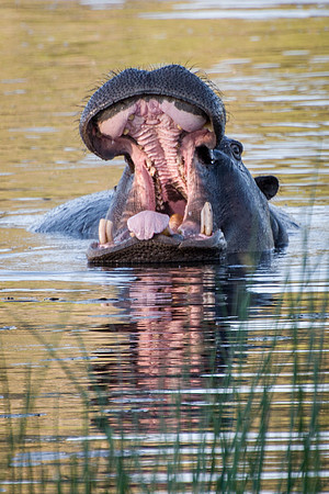 Hippopotamus - 5