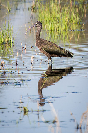 Glossy Ibis