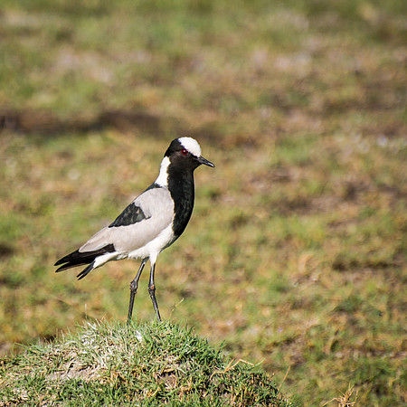 Blacksmith Plover