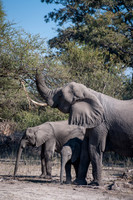 African Elephant with Young