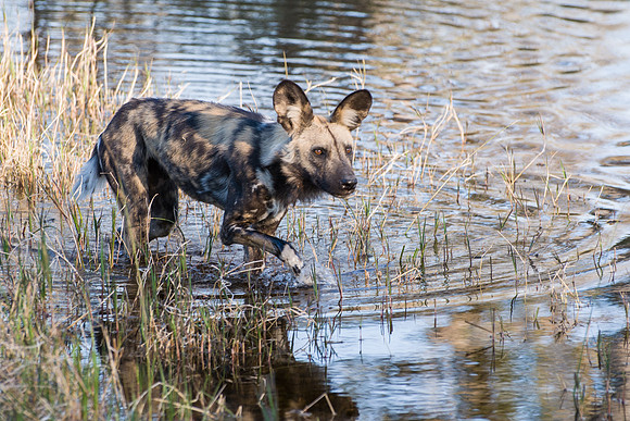Wild Dog - 1