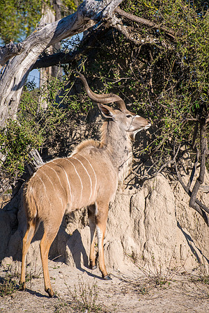 Kudu - 1