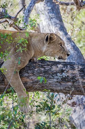 Lioness in Tree - 4