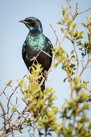 Glossy Starling