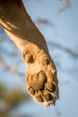 Lion Paw