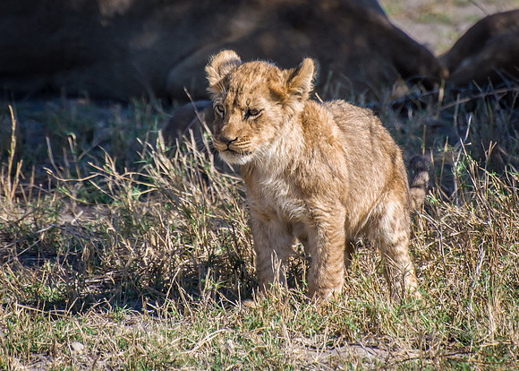 Lion Cub