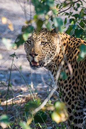 Leopard - 1