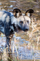 Wild Dog - 2
