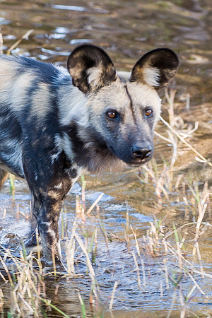 Wild Dog - 2