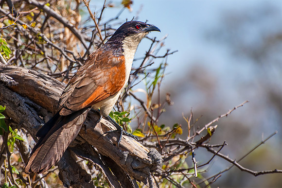 Coppery-tailed Coucal