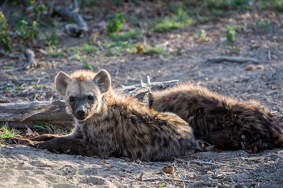 Hyena - 4