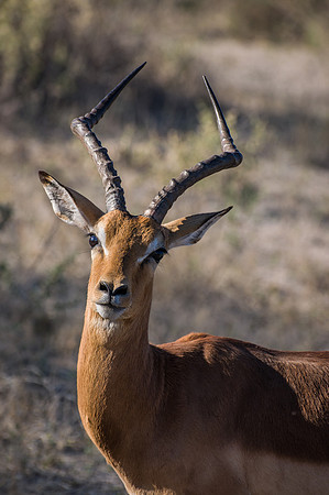 Impala - 1