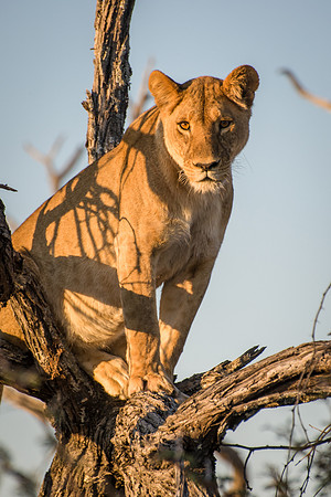Lioness in Tree - 2