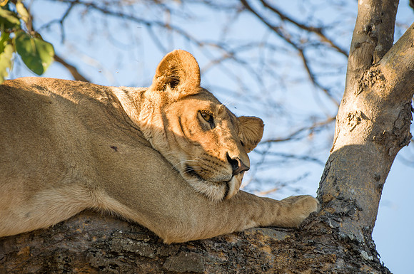 Lioness Sleeping in Tree - 1