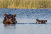Hippopotamus - 4