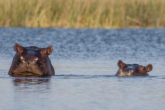 Hippopotamus - 4