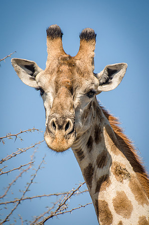 Giraffe - 2