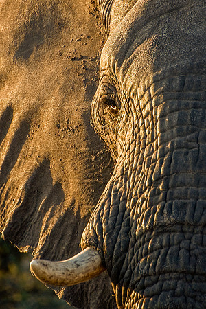 African Elephant Sunset