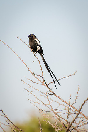 Magpie Shrike (Long-tailed Shrike)