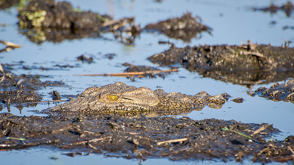 Crocodile - 1
