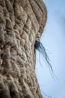 African Elephant Eyelashes