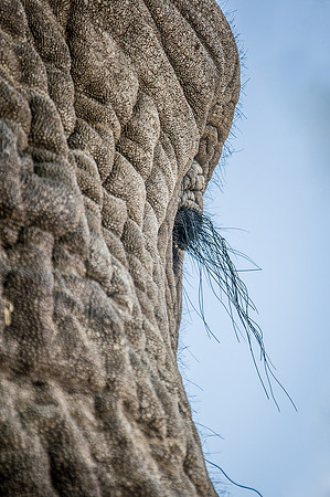 African Elephant Eyelashes