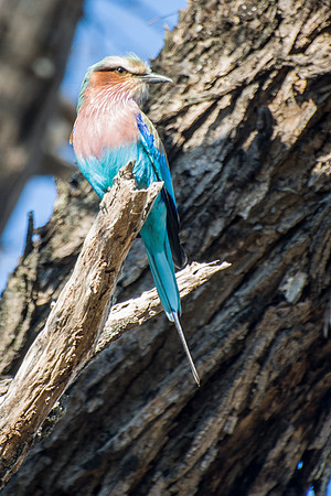 Lilac Breasted Roller
