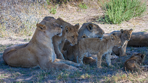Lion Family