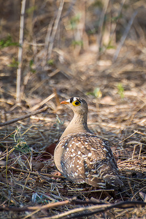 Shelley's Francolin