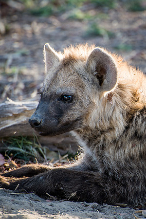Hyena - 5