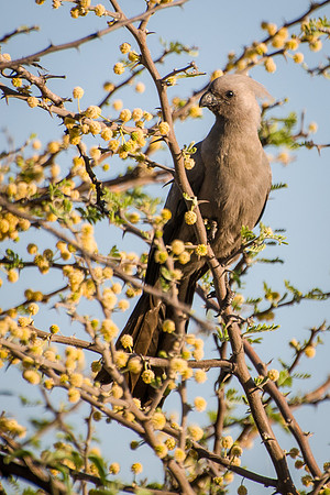 Grey Lourie (Go-away Bird) - 1