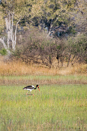 Saddle Billed Stork - 1