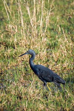 Slaty Egret