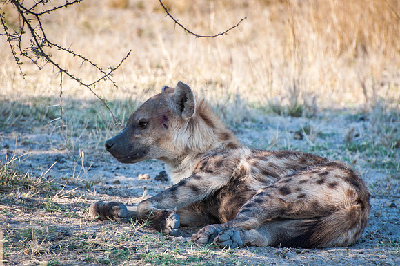 Hyena - 3