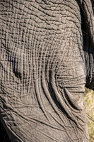 African Elephant Leg Skin