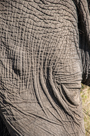 African Elephant Leg Skin