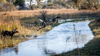Wild Dogs Jumping Water