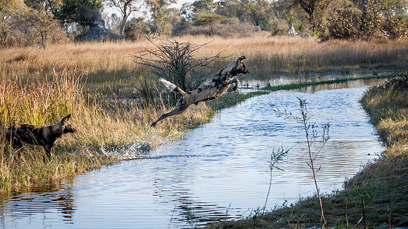 Wild Dogs Jumping Water