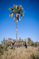 African Elephants Shaking Amarula Tree