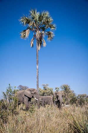 African Elephants Shaking Amarula Tree