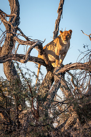 Lioness in Tree - 1