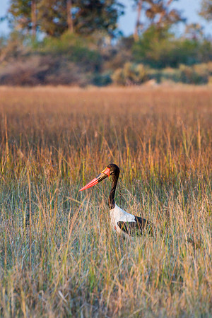 Saddle Billed Stork - 2
