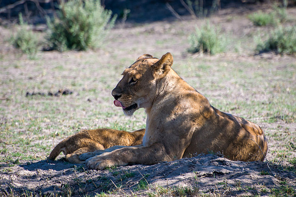 Lioness with Cub - 1
