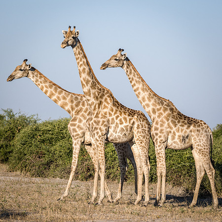 Giraffe - 3