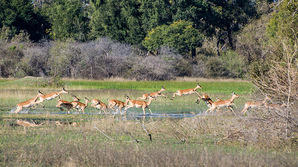 Impala Running