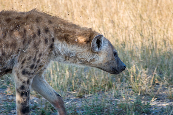Hyena - 1