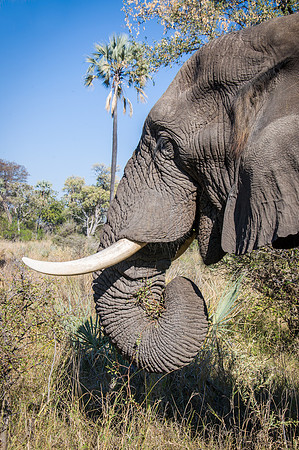 African Elephant Feeding