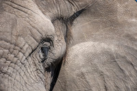 African Elephant Eye & Ear